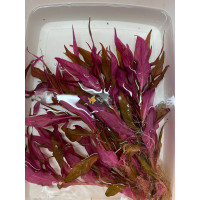 Альтернантера Рейнека (Alternanthera Reineckii)