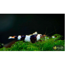 Креветка Чорний Крісталл (Crystal Black Shrimp)