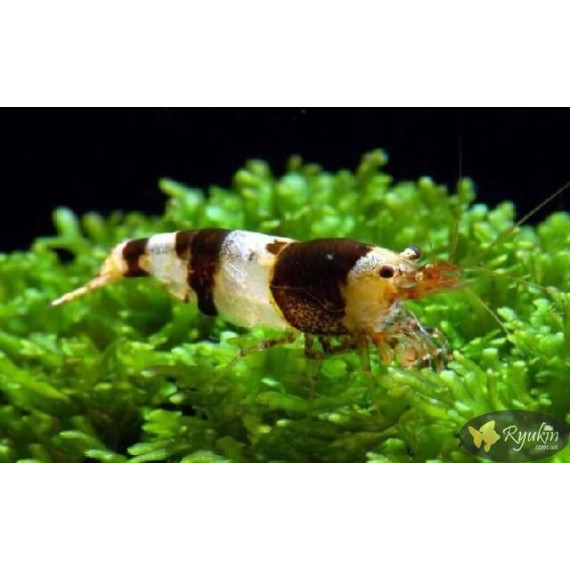Креветка Чорний Крісталл (Crystal Black Shrimp)