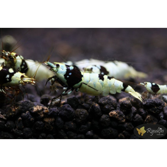 Креветка Чорний Крісталл (Crystal Black Shrimp)