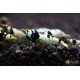 Креветка Чорний Крісталл (Crystal Black Shrimp)