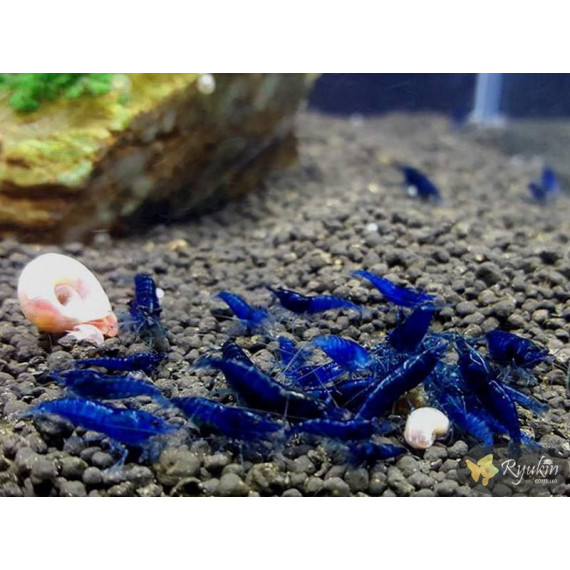Креветка Синя Мрія, Блю Дрім (Blue Dream, Neocaridina heteropoda var. Blue)
