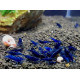 Креветка Синя Мрія, Блю Дрім (Blue Dream, Neocaridina heteropoda var. Blue)