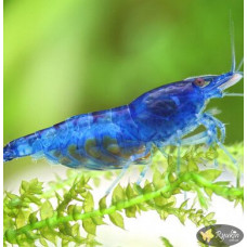 Креветка Синя Мрія, Блю Дрім (Blue Dream, Neocaridina heteropoda var. Blue)