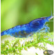 Креветка Синя Мрія, Блю Дрім (Blue Dream, Neocaridina heteropoda var. Blue)