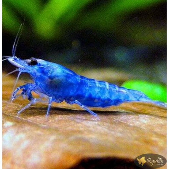 Креветка Синя Мрія, Блю Дрім (Blue Dream, Neocaridina heteropoda var. Blue)