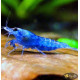 Креветка Синя Мрія, Блю Дрім (Blue Dream, Neocaridina heteropoda var. Blue)