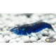 Креветка Синя Мрія, Блю Дрім (Blue Dream, Neocaridina heteropoda var. Blue)