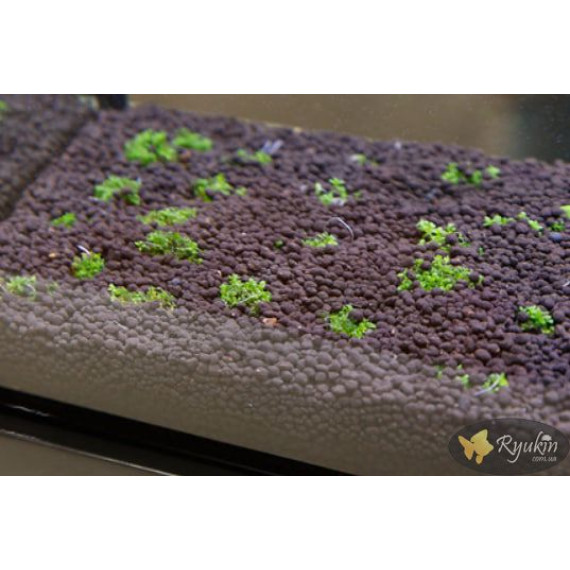 Хеміантус куба (Hemianthus callitrichoides)