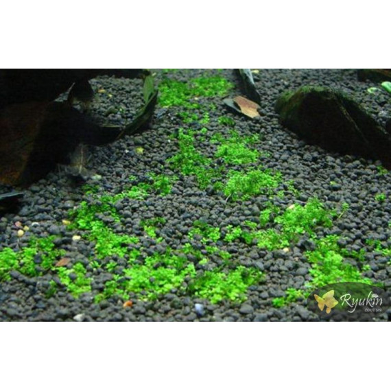 Хеміантус куба (Hemianthus callitrichoides)