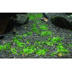 Хеміантус куба (Hemianthus callitrichoides)