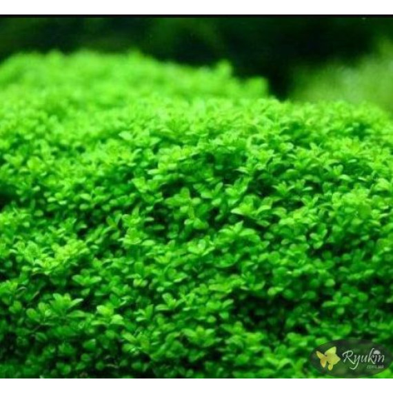 Хеміантус куба (Hemianthus callitrichoides)
