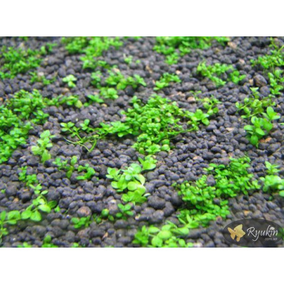 Хеміантус куба (Hemianthus callitrichoides)