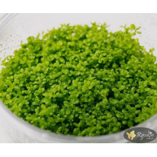 Хеміантус куба (Hemianthus callitrichoides)