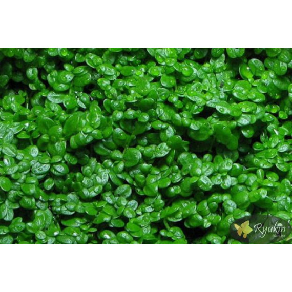 Хеміантус куба (Hemianthus callitrichoides)