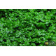 Хеміантус куба (Hemianthus callitrichoides)