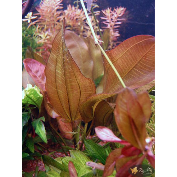 Эхинодорус Мерседес (Echinodorus Mercedes)
