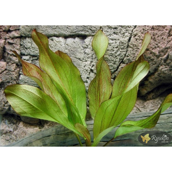 Эхинодорус Франс Штоффельс (Echinodorus Frans Stoffels)