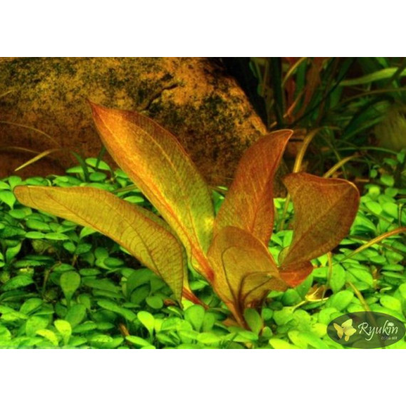 Эхинодорус Франс Штоффельс (Echinodorus Frans Stoffels)