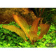 Эхинодорус Франс Штоффельс (Echinodorus Frans Stoffels)