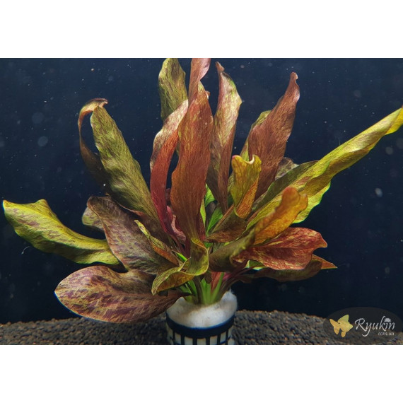 Эхинодорус Красное Пламя (Echinodorus Red Flame)