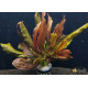 Эхинодорус Красное Пламя (Echinodorus Red Flame)