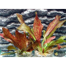 Эхинодорус Красное Пламя (Echinodorus Red Flame)