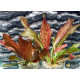 Эхинодорус Красное Пламя (Echinodorus Red Flame)