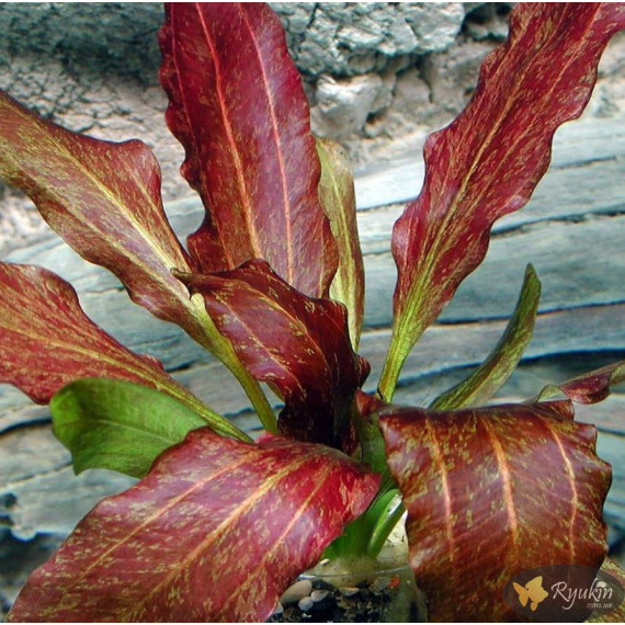 Эхинодорус Красное Пламя (Echinodorus Red Flame)