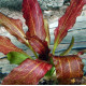 Эхинодорус Красное Пламя (Echinodorus Red Flame)