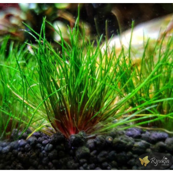 Еріокаулон Австралія Ред (Eriocaulon Sp. Australia Red)