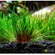 Еріокаулон Австралія Ред (Eriocaulon Sp. Australia Red)