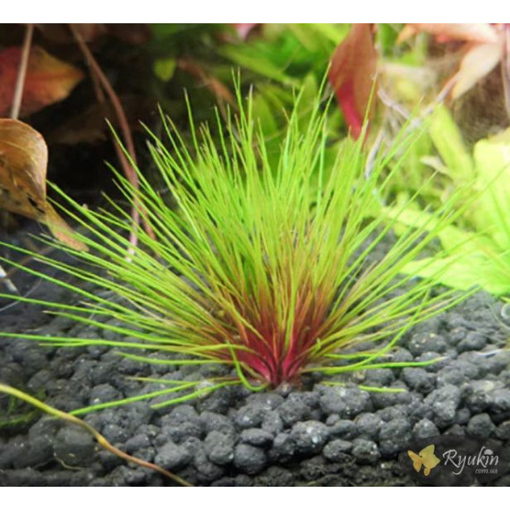 Еріокаулон Австралія Ред (Eriocaulon Sp. Australia Red)