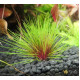 Еріокаулон Австралія Ред (Eriocaulon Sp. Australia Red)