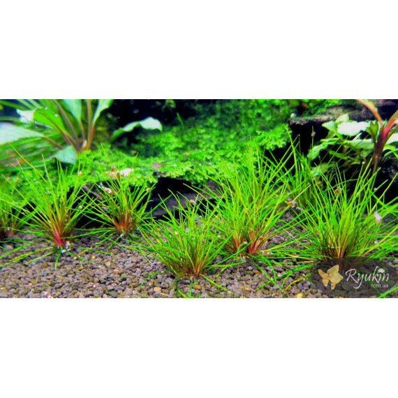Еріокаулон Австралія Ред (Eriocaulon Sp. Australia Red)