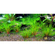 Еріокаулон Австралія Ред (Eriocaulon Sp. Australia Red)