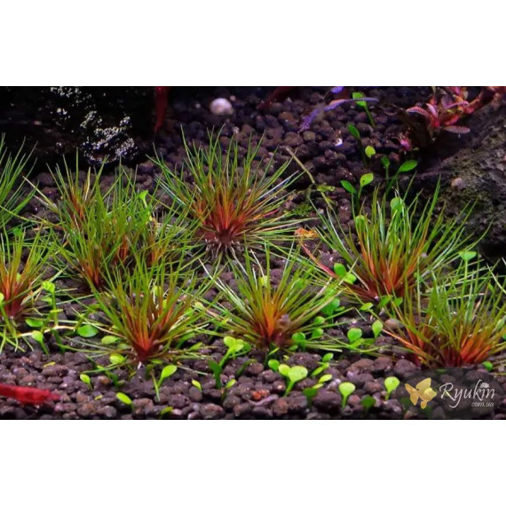 Еріокаулон Австралія Ред (Eriocaulon Sp. Australia Red)