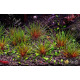 Еріокаулон Австралія Ред (Eriocaulon Sp. Australia Red)