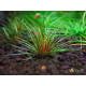 Еріокаулон Австралія Ред (Eriocaulon Sp. Australia Red)