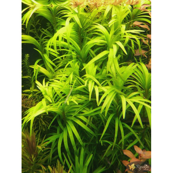 Эйхорния Лазоревая (Eichhornia Azurea)