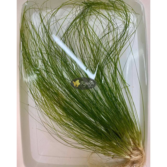 Еріокаулон Фазер Дастер (Eriocaulon Father Duster)