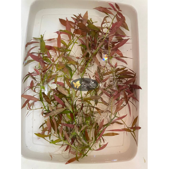 Людвигия гибридная (Ludwigia repens x arcuata)