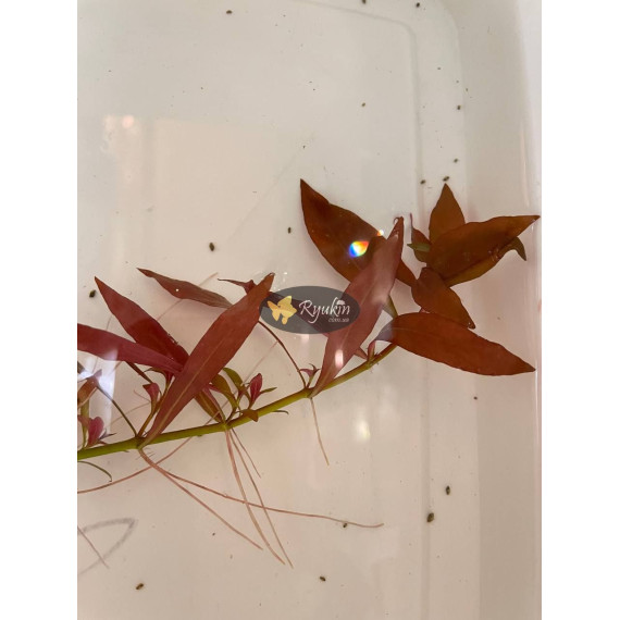 Людвигия гибридная (Ludwigia repens x arcuata)