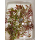 Людвигия гибридная (Ludwigia repens x arcuata)