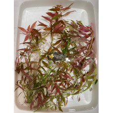 Людвігія гібридна (Ludwigia repens x arcuata)