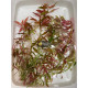 Людвигия гибридная (Ludwigia repens x arcuata)