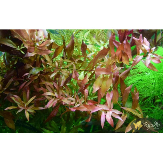 Людвигия гибридная (Ludwigia repens x arcuata)