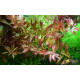 Людвигия гибридная (Ludwigia repens x arcuata)