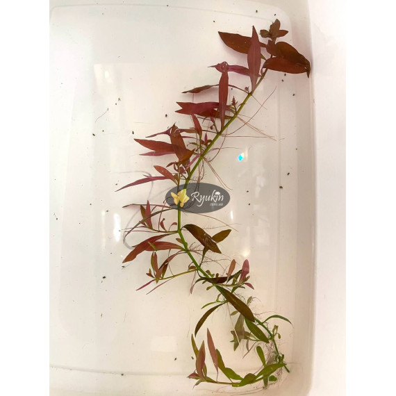 Людвигия гибридная (Ludwigia repens x arcuata)