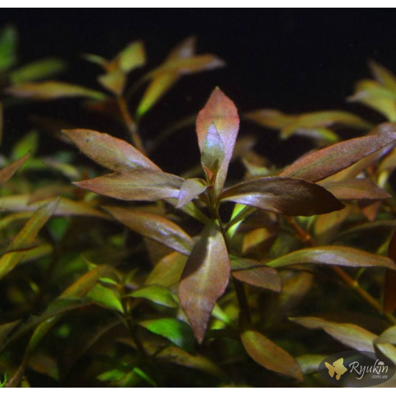 Людвигия гибридная (Ludwigia repens x arcuata)